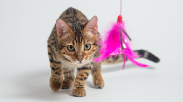 How the Motion Activated Cat Laser Toy Can Transform Playtime for Your Feline Friend