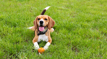 Why the Wobble Wag Giggle Glow Ball is the Ultimate Toy for Keeping Your Dog Entertained